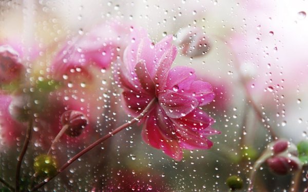 Цветы за мокрым стеклом