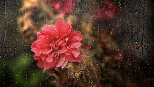 Цветы на фоне дождя