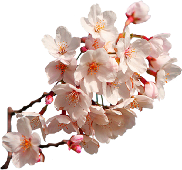 Sakura ветка