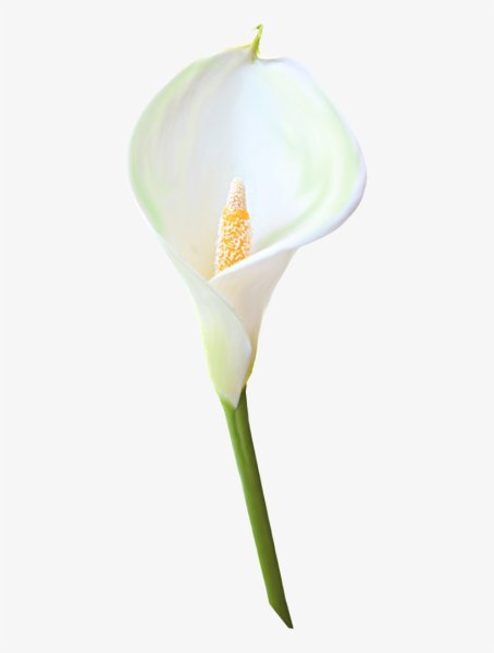Калла arum Lily