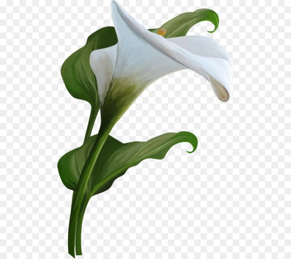 Калла arum Lily