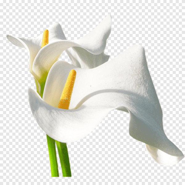 Цветы - белокрыльник (White Calla Lily)