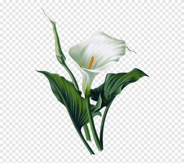 Цветок Калла Лилу