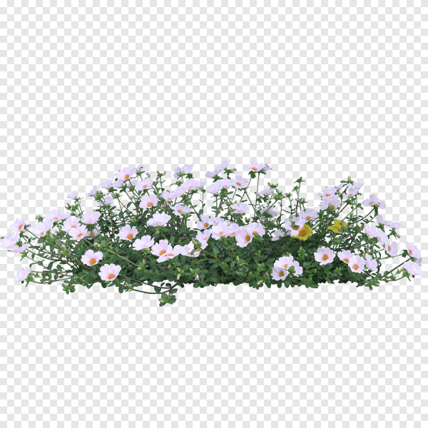 Клумба цветов на прозрачном фоне