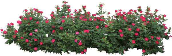 Цветник с розой ругозой