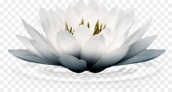 Цветок лотоса на белом фоне