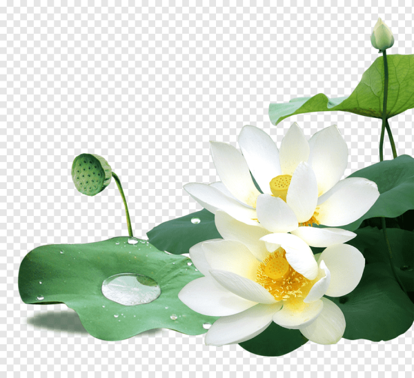 Цветок лотоса на белом фоне