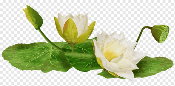 Белый Лотос / the White Lotus