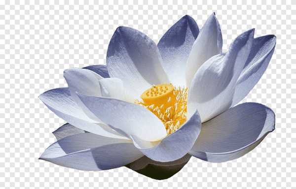 Белый Лотос цветок