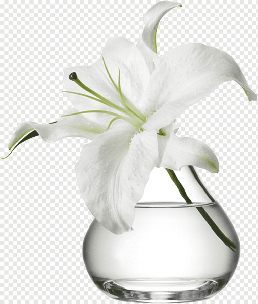 Ваза с цветами на белом фоне