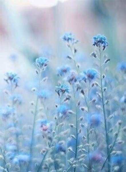 Небесно голубые цветы