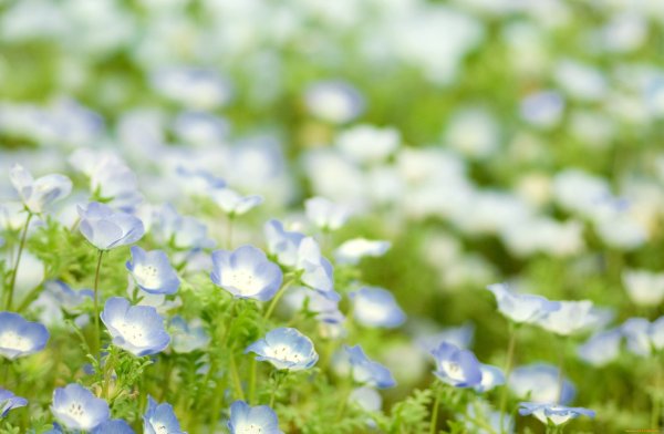 Цветы на бледно голубом фоне