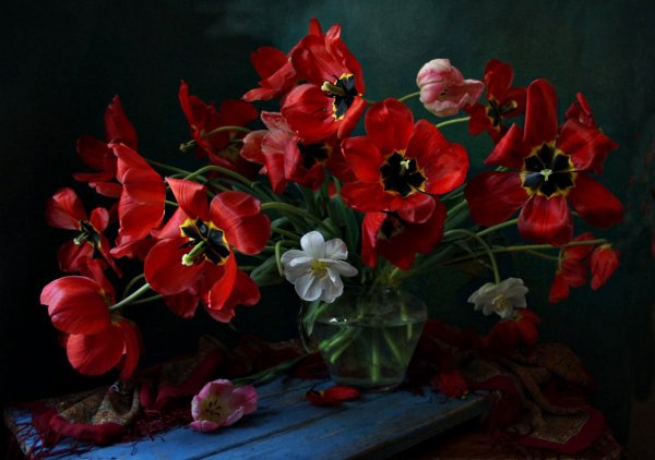 Тутунов цветы тюльпаны