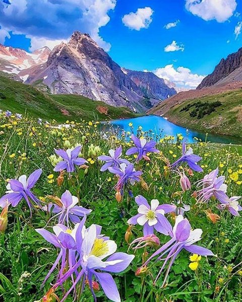 Цветущие Альпийские Луга Алтая