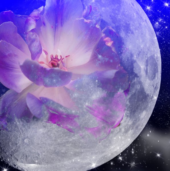 Цветы на фоне луны