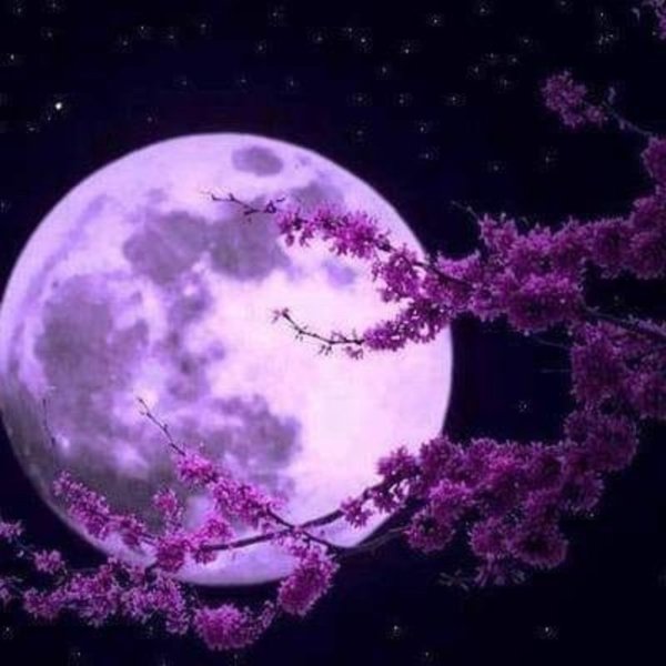 Сакура на фоне Луны