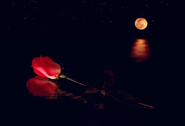 Роза на фоне ночного неба