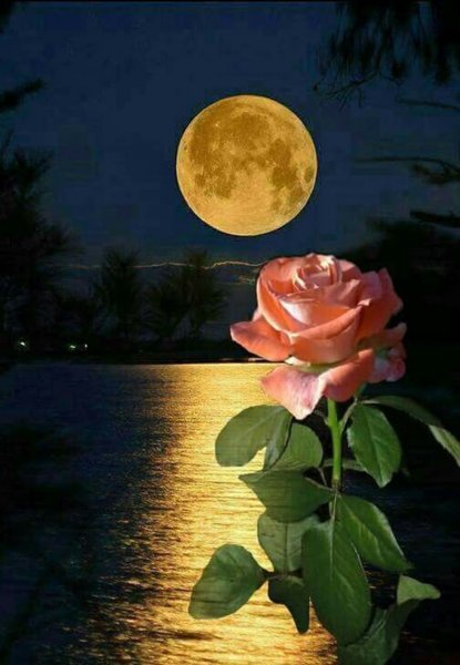 Розы под луной