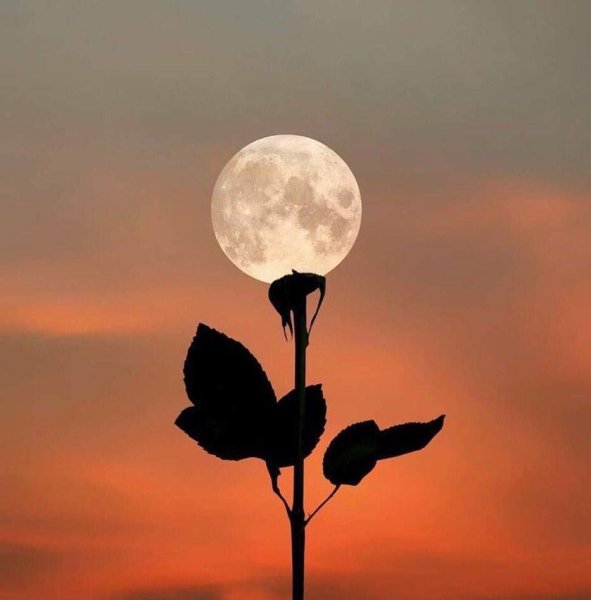 Цветы в лунном свете