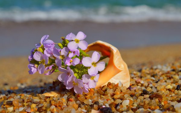 Цветы на берегу моря