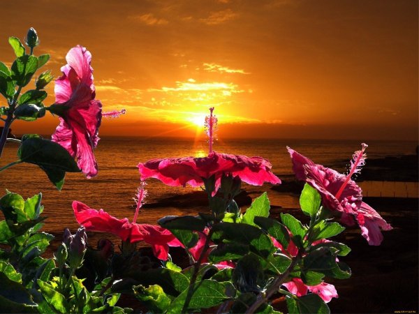 Вечер море закат и цветы