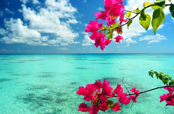 Океан и цветы