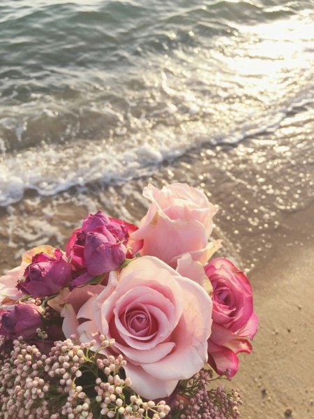 Розы на берегу моря