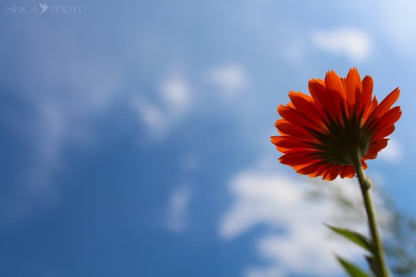 Один цветок на фоне неба