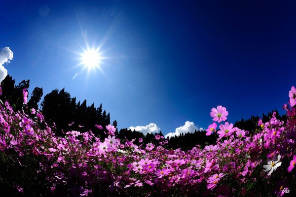 Солнце небо цветы