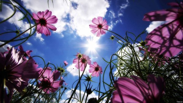 Цветы на солнце на фоне неба