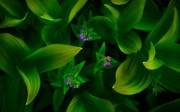 Зеленые цветы