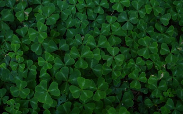 Четырехлистный Клевер Shamrock Green