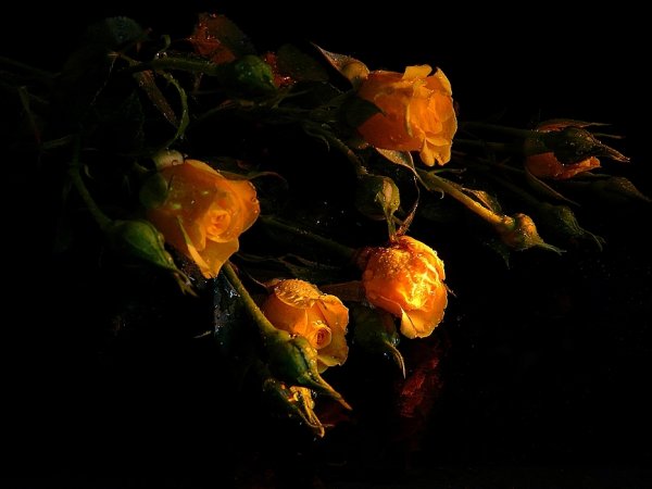 Розы на темном фоне живопись