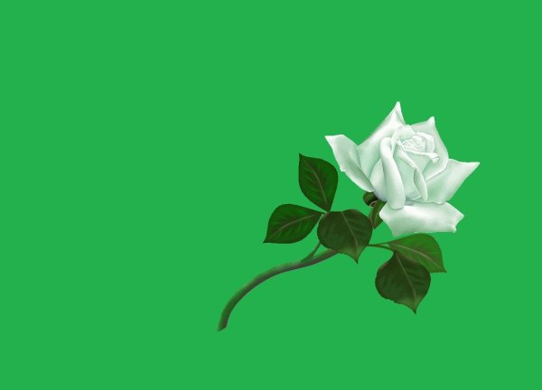 Зеленый цветок на белом фоне