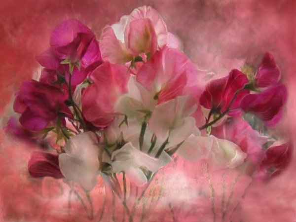 Кэрол Каваларис цветы
