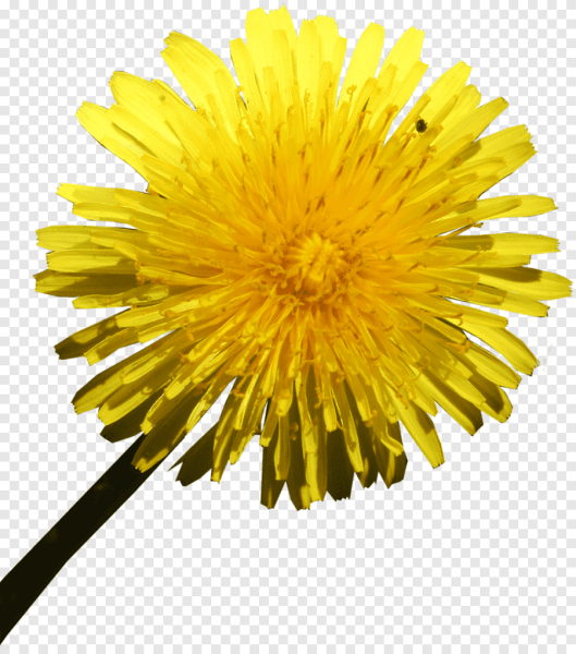 Желтые цветы на прозрачном фоне