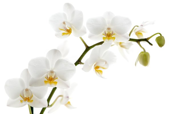 Цветы орхидеи белый фон