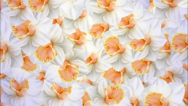 Белые цветы футаж