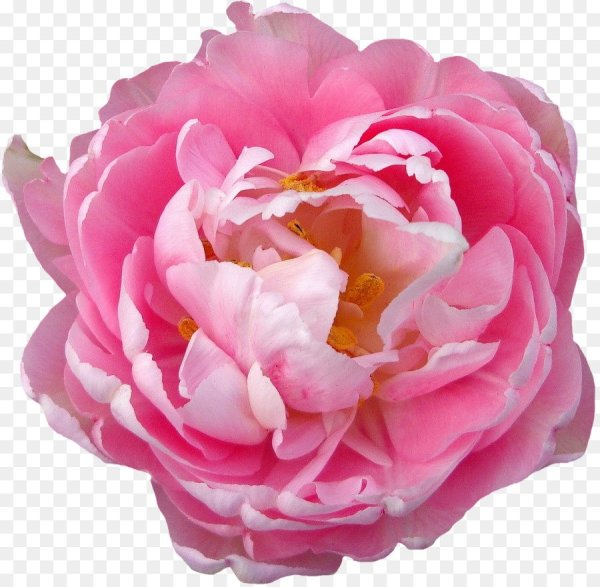Роза Peony Pink