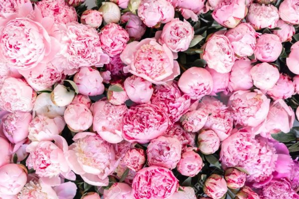 Цветы пионы розовый фон