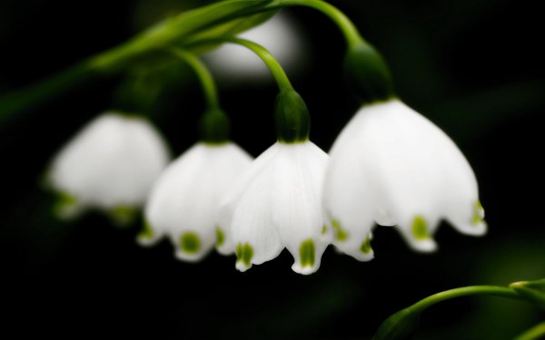 Первоцветы белые колокольчики