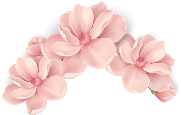 Цветы розового цвета на белом фоне