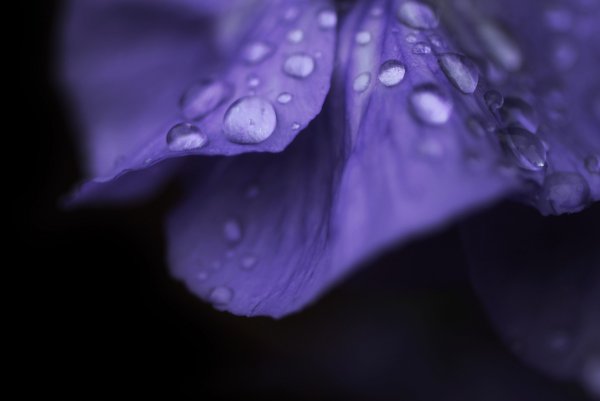 Темно фиолетовые цветы