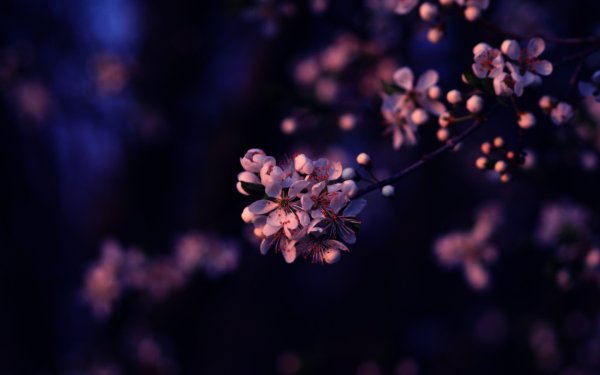 Цветы сакуры на черном фоне