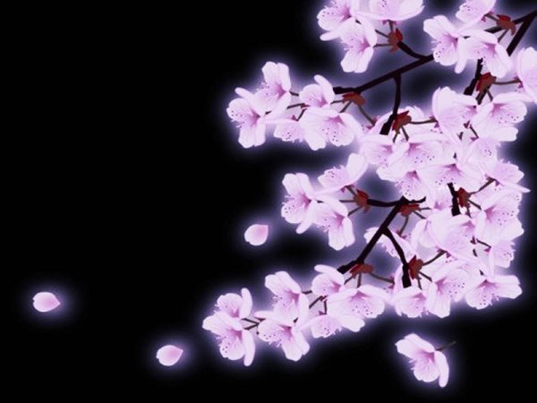 Цветы Сакуры на темном фоне