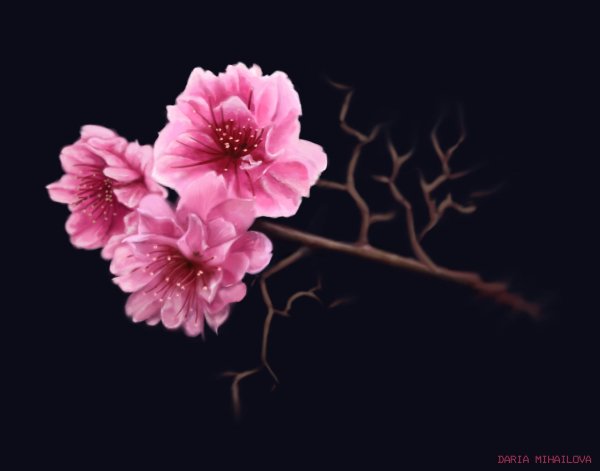 Цветы Сакуры на темном фоне