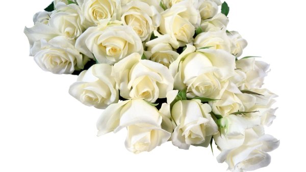 Цветы свадебные на белом фоне