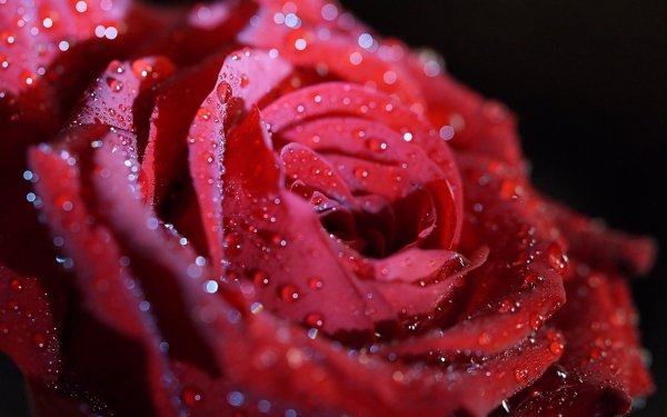Красная роза с росой