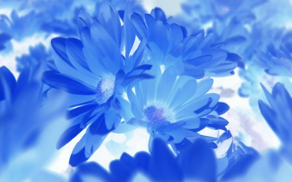 Цветы в сине голубом цвете фон
