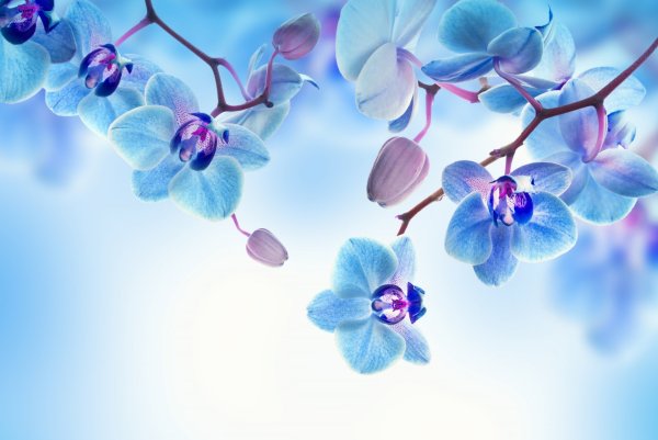 Голубой фон с цветами